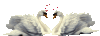 GIF animado (2016) Cisnes de amor