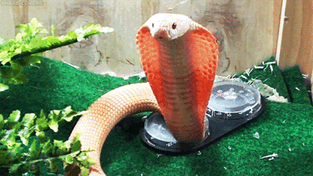 GIF animado (11285) Cobra albina