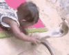 GIF animado (11287) Cobra bebe