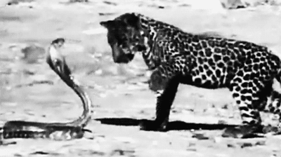 GIF animado (11288) Cobra cachorro leopardo