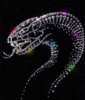 GIF animado (11295) Cobra negro