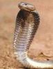 GIF animado (11296) Cobra real