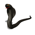 GIF animado (11297) Cobra real ophiophagus hannah