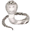 GIF animado (11299) Cobra venenosa