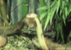 GIF animado (11300) Cobras