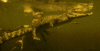 GIF animado (11215) Cocodrilos nadando