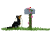 GIF animado (10699) Collie email