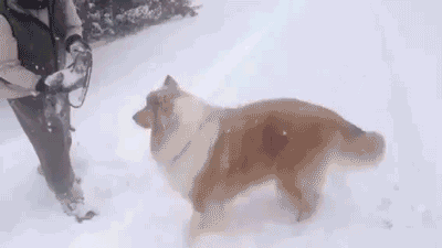 GIF animado (10700) Collie jugando nieve