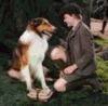 GIF animado (10704) Collie nino