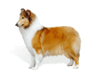 GIF animado (10708) Collies