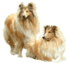 GIF animado (10709) Collies glitter