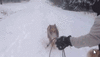 GIF animado (10710) Collies nieve