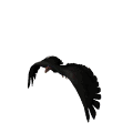 GIF animado (6886) Condor volando
