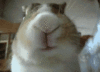 GIF animado (9027) Conejito