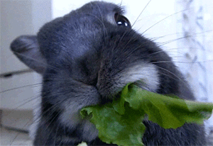GIF animado (9050) Conejo comiendo