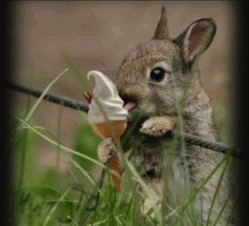 GIF animado (9051) Conejo comiendo helado