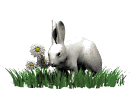 GIF animado (9077) Conejo entre las flores