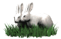 GIF animado (9083) Conejos blancos