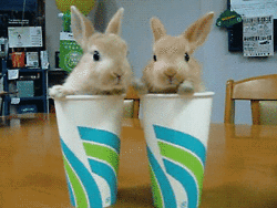 GIF animado (9084) Conejos divertidos