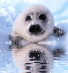 GIF animado (5876) Cria foca nieve