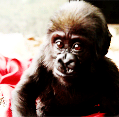 GIF animado (9231) Cria gorila