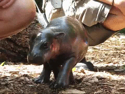 GIF animado (9314) Cria hipopotamo