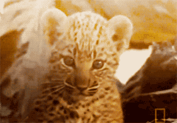 GIF animado (9570) Cria leopardo