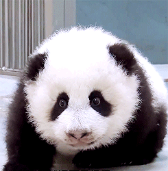 GIF animado (10290) Cria panda