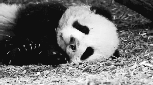 GIF animado (10291) Cria panda tumbada