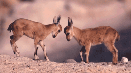 GIF animado (8623) Crias antilope