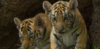 GIF animado (10012) Crias tigre