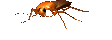 GIF animado (8240) Cucaracha