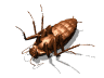 GIF animado (8241) Cucaracha