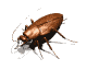 GIF animado (8242) Cucaracha