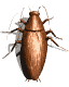 GIF animado (8243) Cucaracha