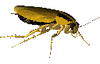 GIF animado (8245) Cucaracha