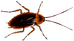 GIF animado (8246) Cucaracha alas