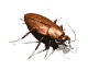 GIF animado (8247) Cucaracha andando