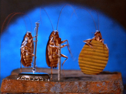 GIF animado (8252) Cucarachas musicos