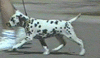 GIF animado (10738) Dalmata corriendo