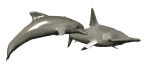 GIF animado (6541) Delfin ataca a un tiburon martillo