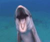 GIF animado (5786) Delfin divertido