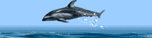 GIF animado (5791) Delfin en el mar
