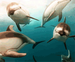 GIF animado (5805) Delfines nadando