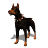 GIF animado (10826) Doberman ladrando