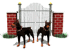 GIF animado (10827) Doberman vigilando una entrada