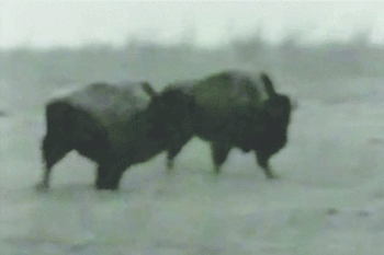 GIF animado (8766) Dos bisontes