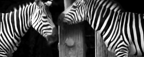 GIF animado (8942) Dos cebras