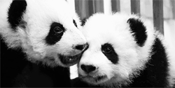 GIF animado (10292) Dos osos panda