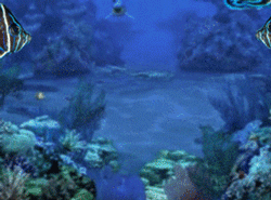 GIF animado (6409) Dos peces angel emperador